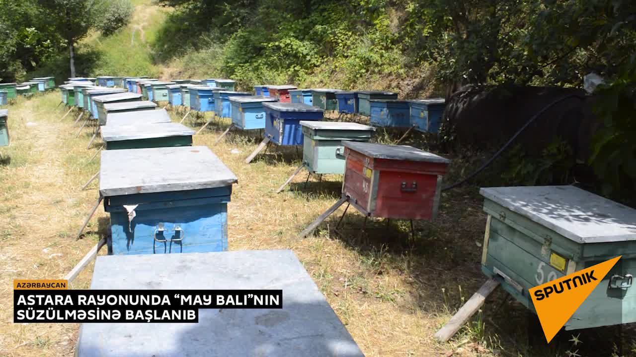 Bir az gecikən “May balı” necə yığılır
