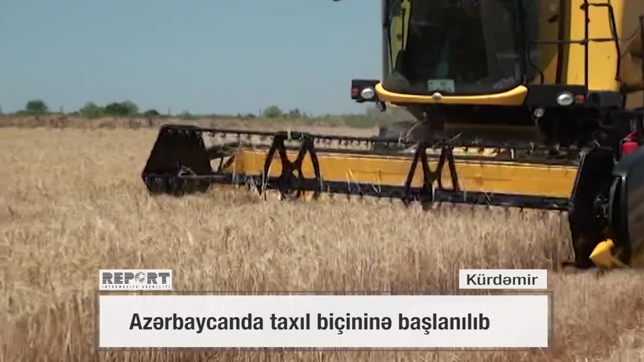 Azərbaycanda taxıl biçininə başlanılıb