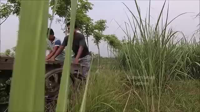 Collecting Banana From Field & Cooking Super Soft Banana Sweet Chop Fry For Village Childern