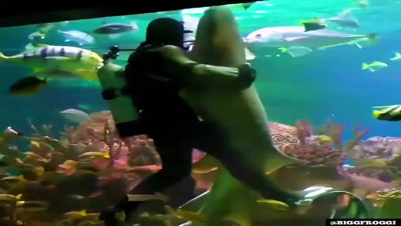 Köpək balığı ilə rəqs edən dalğıc