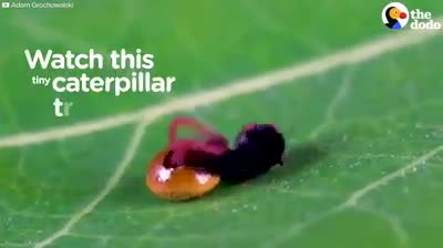 Tırtılın kəpənəyə çevrilmə anı