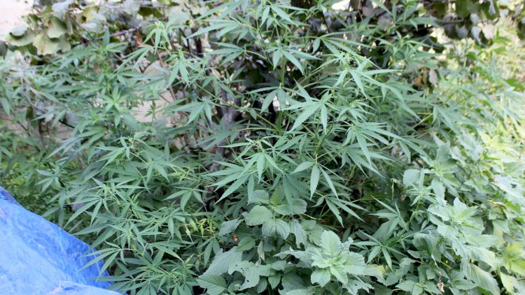 Xaçmazda narkotik tərkibli bitkilər becərən şəxslər saxlanıldı