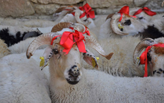 QMİ Qurban bayramı ilə bağlı fətva verib