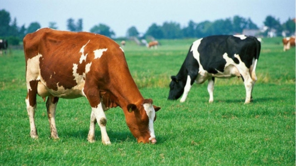 Azərbaycanda ilk heyvandarlıq kompleksi yaradılır