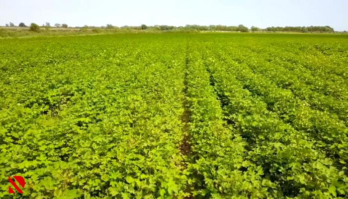 Bu il qeyri-neft sektorunda 9,6% artım baş verib