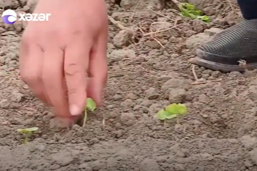 Azərbaycanda bir ilk