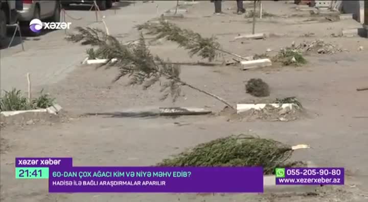 Bir gecədə 60-dan çox ağacı kim və niyə qırıb?