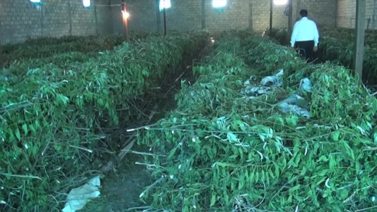 Füzuli rayonu barama tədarükünü artırıb