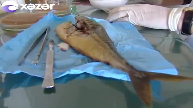 Azərbaycanda kütləvi zəhərlənmə: mağazalar bağlandı 